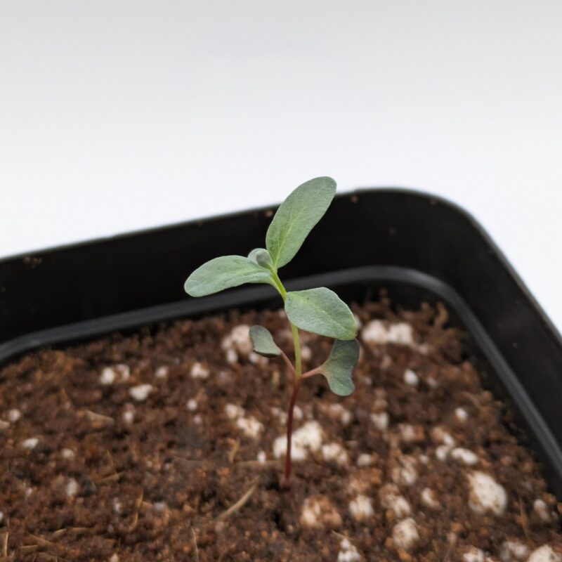 Baby Blue Eucalyptus