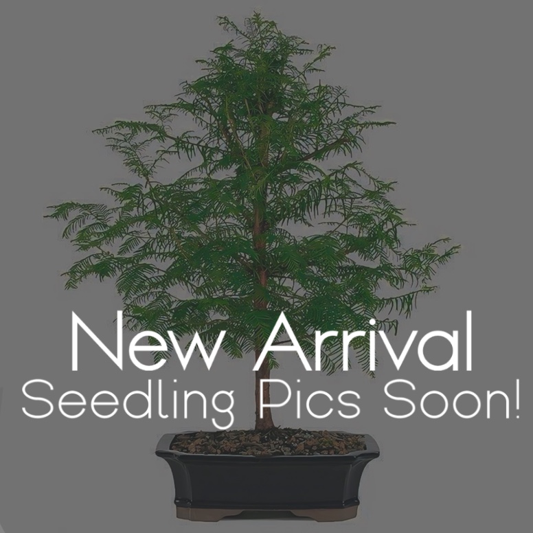 Dawn Redwood Bonsai