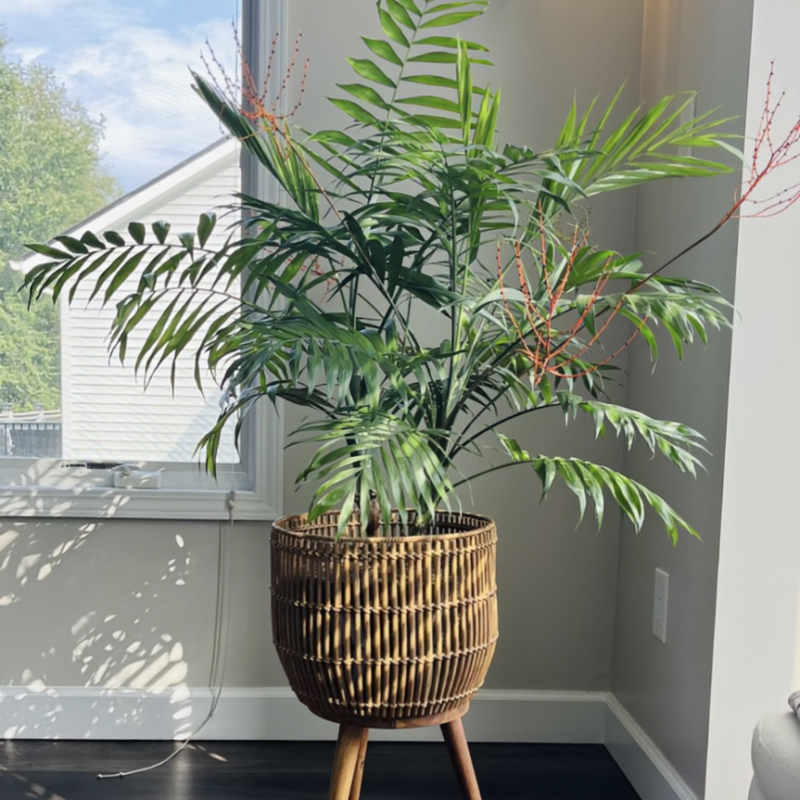Parlor Palm