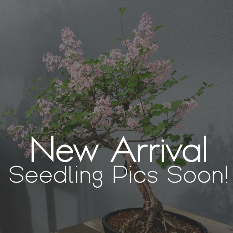 Japanese Cherry Blossom Bonsai