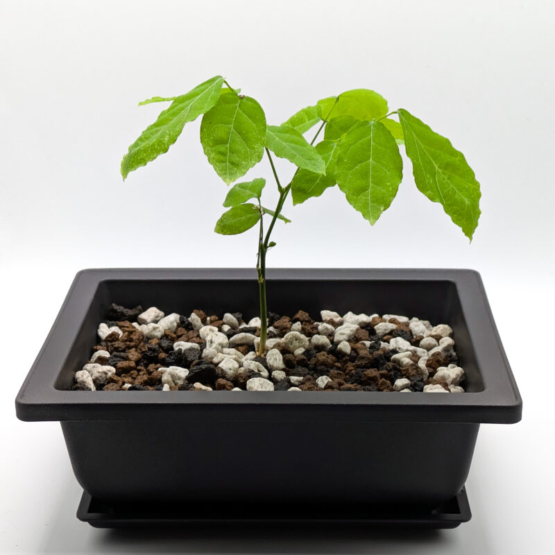 Chinese Wisteria Bonsai