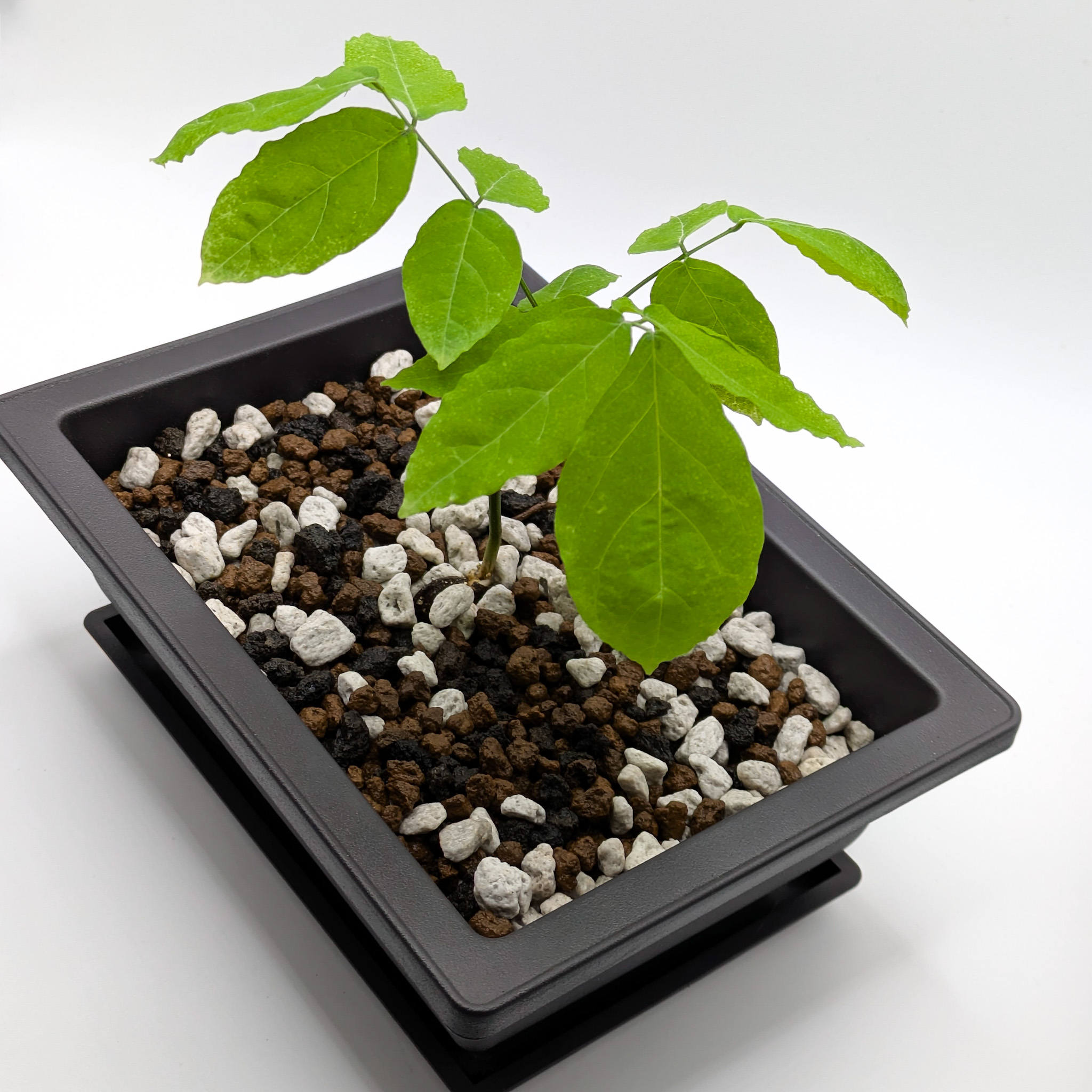 Chinese Wisteria Bonsai  cobesseedlings.com