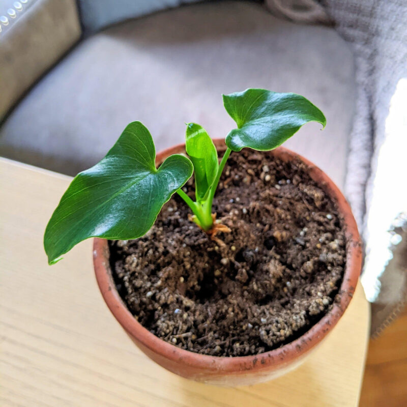 Philodendron Selloum