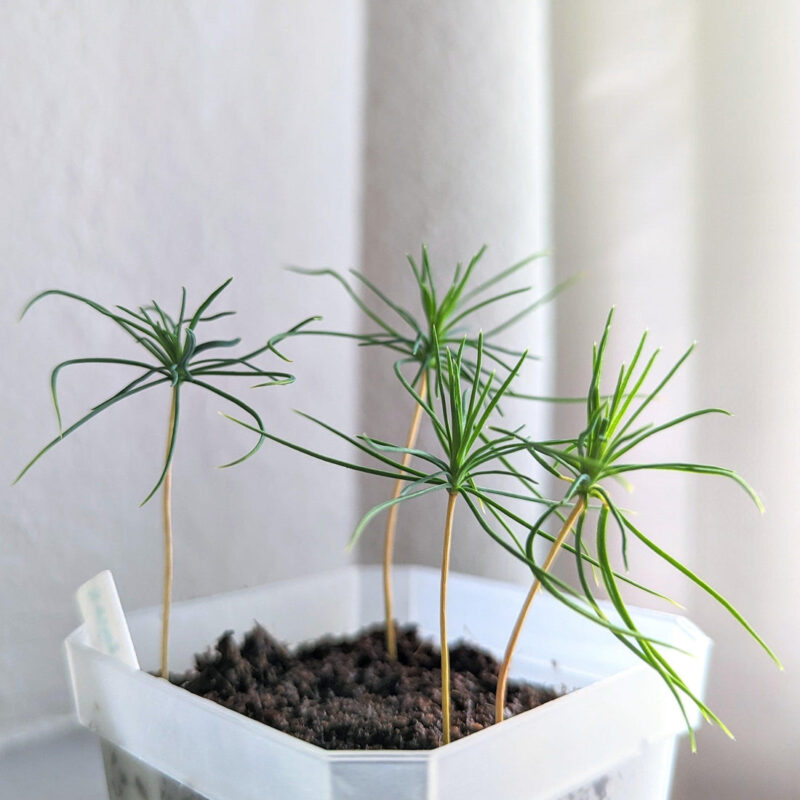 Japanese Black Pine Bonsai