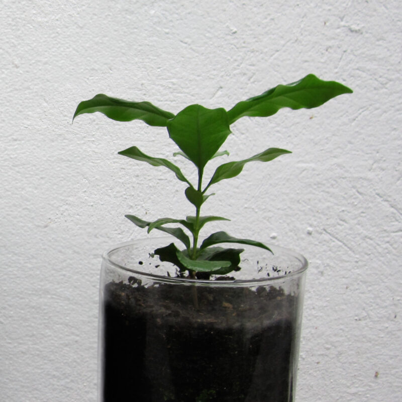 Dwarf Coffee Plant