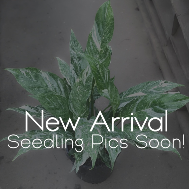 Domino Variegated Peace Lily