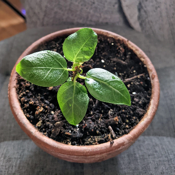 Lofty Fig