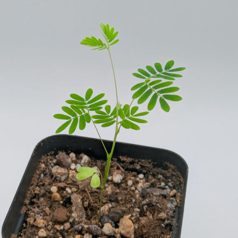 Sensitive Plant