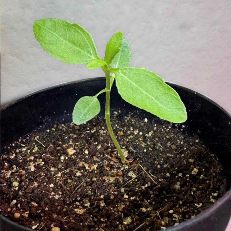 Japanese Aralia