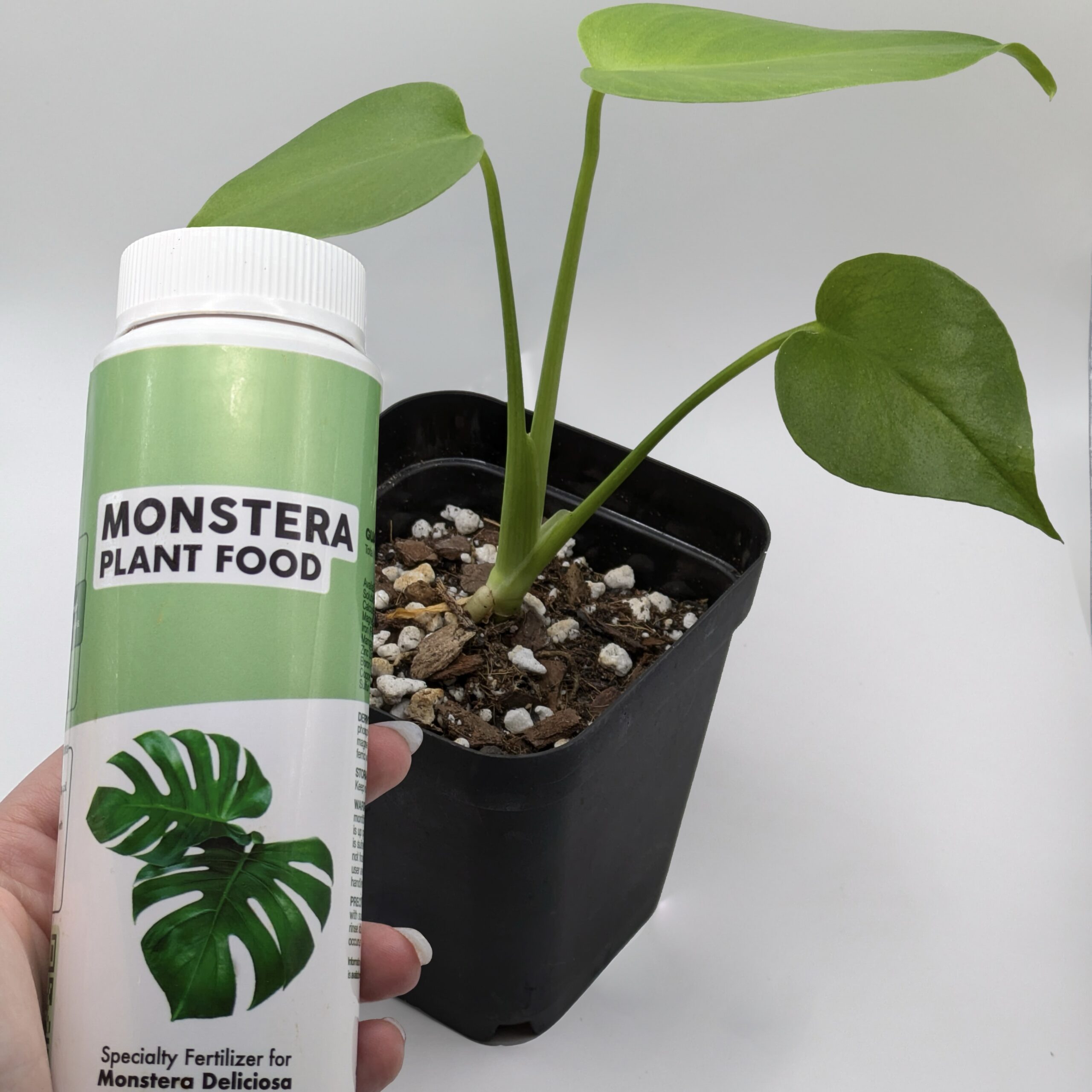 philodendron dark lord pink Philodendron Dark Lord Variegated main image 1