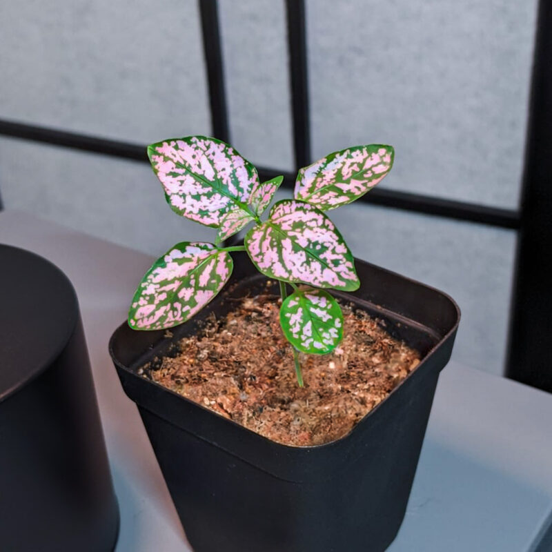 Pink Polka Dot