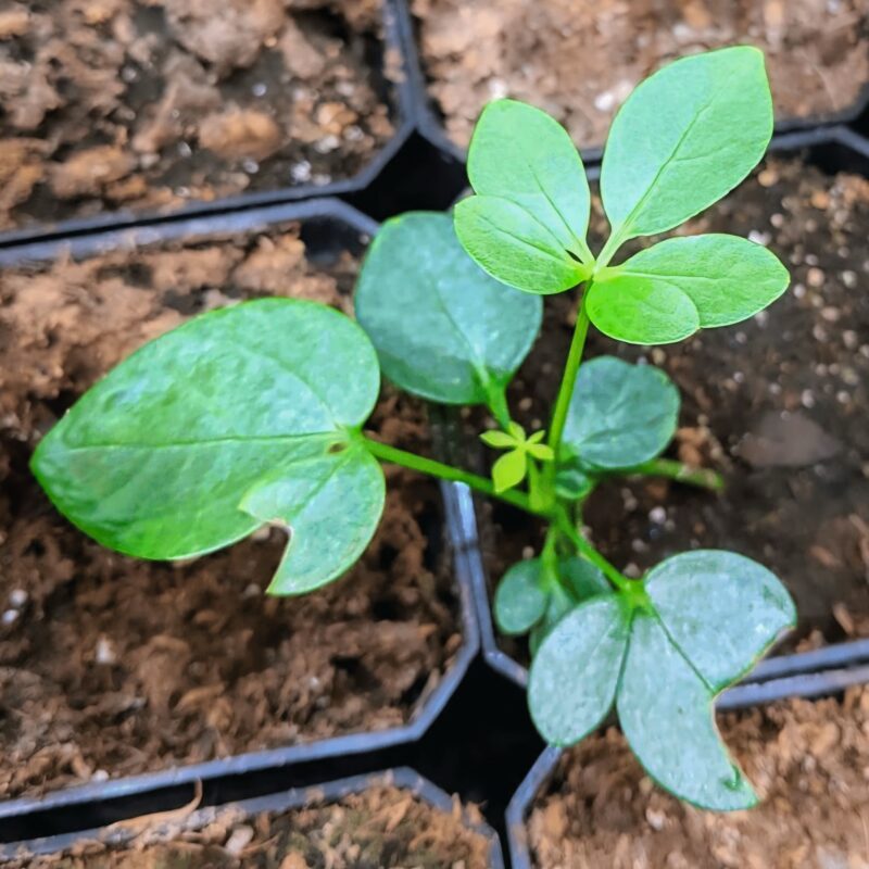 Dwarf Umbrella Plant