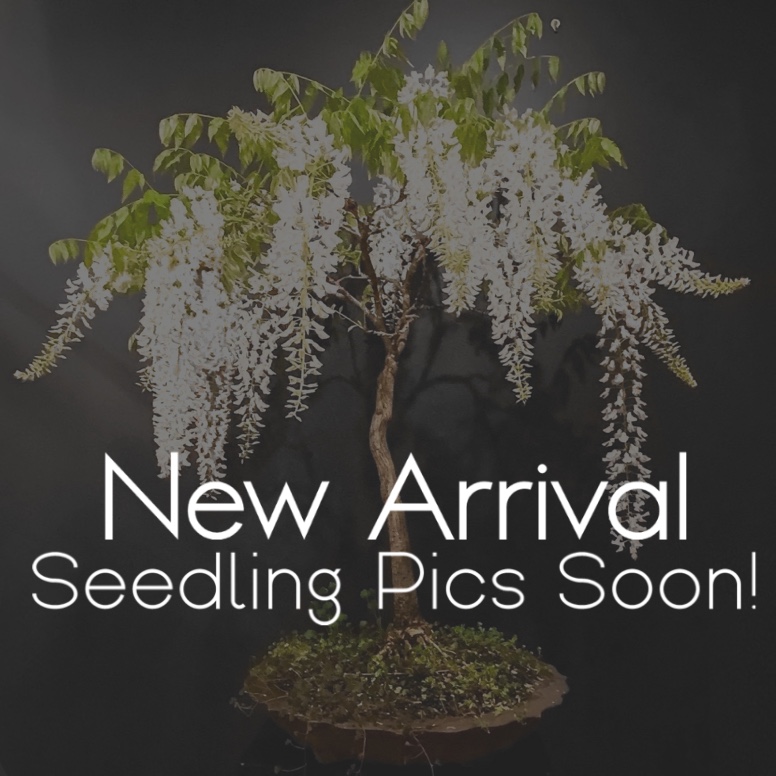 White Wisteria Bonsai