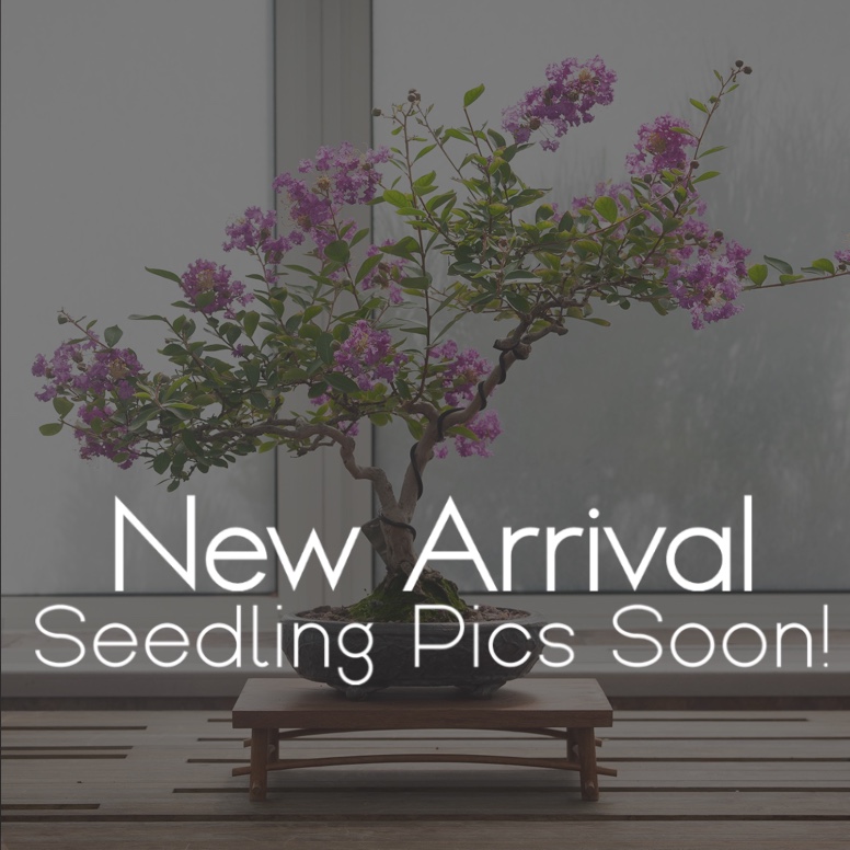 Crape Myrtle Bonsai