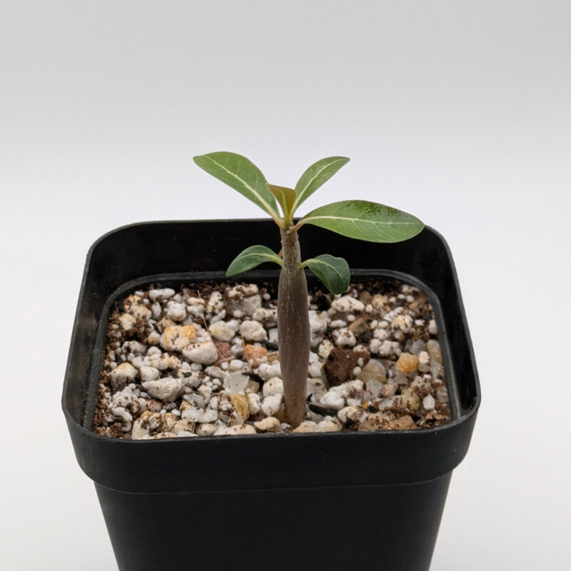 Desert Rose Bonsai