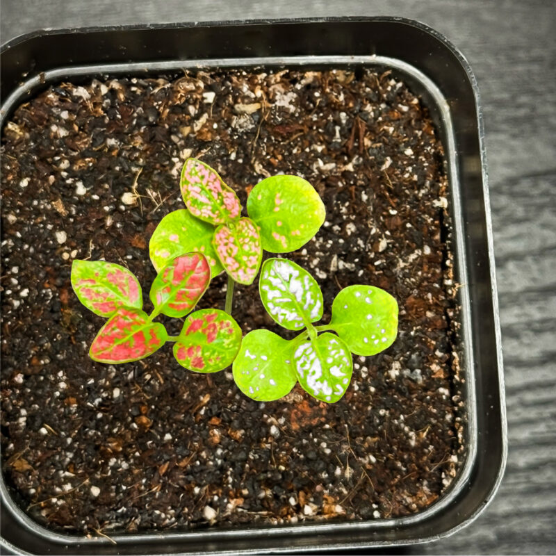 Polka Dot Plant Trio