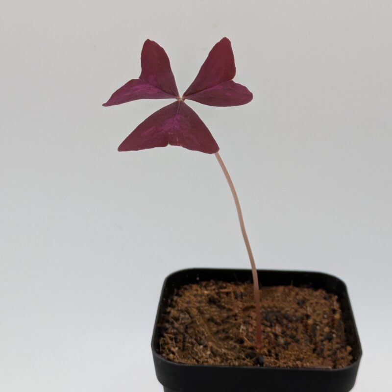 Purple Shamrock Seedling