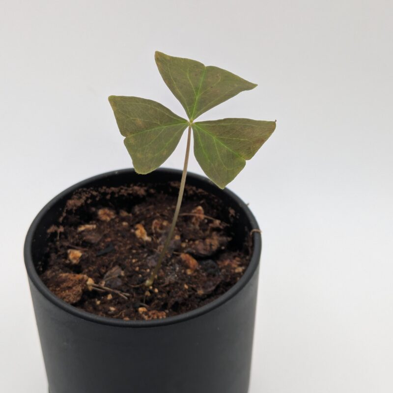 Green Shamrock Seedling