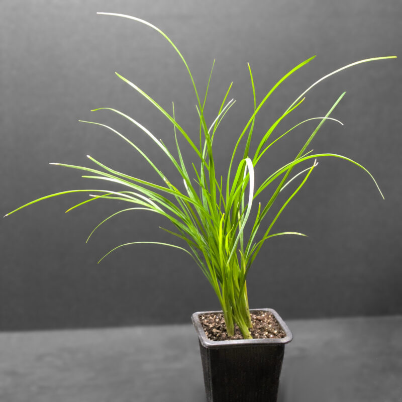 Ponytail Palm Starter