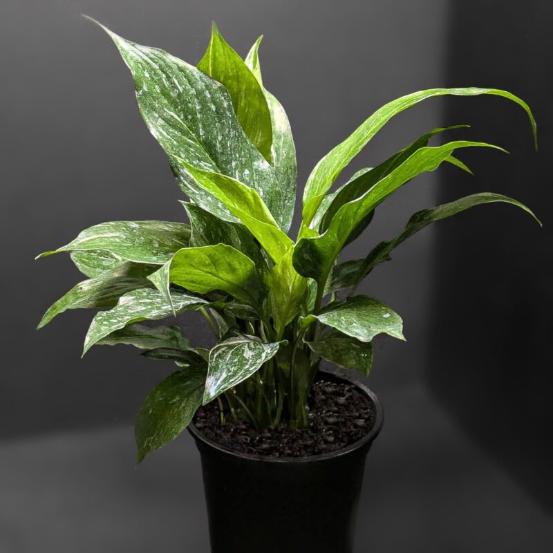 'Domino' Peace Lily Starter